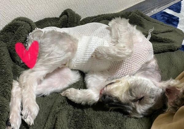 乳がん摘出手術後当日の様子